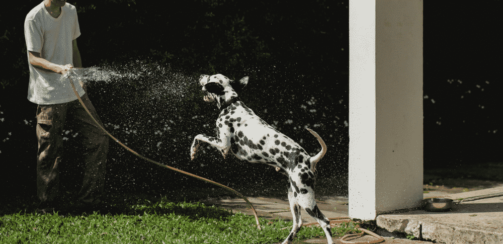 7 simple steps to cleaning dog pee from your fake grass